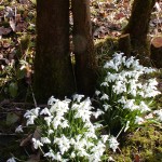 Snowdrops In Fife