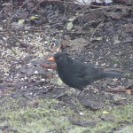 Male blackbird