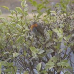 The Robin. In no way a confrontational bird
