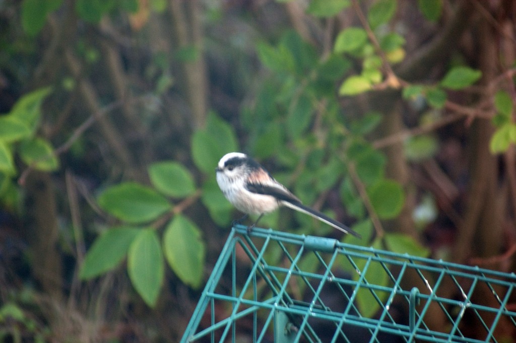 Long tailed tit