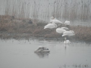 Whooper swans and cygnet