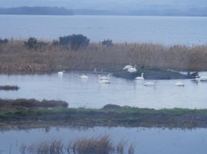 Whoopers, Canada goose, mallard,  carrion crow.