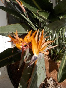 Strelitzia - Bird of Paradise flower