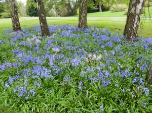 Bluebells and Birch trees
