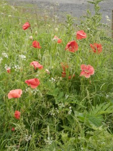 Poppies