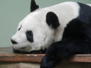 Tian Tian, Edinburgh Zoo