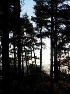 Longannet through the trees 
