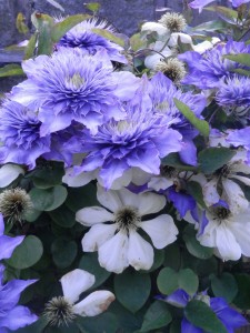 Clematis 1