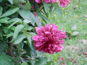 Peony Rose, Gilsland
