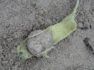 When tennis balls go bad