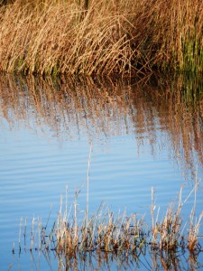 Carden flood Vane Farm