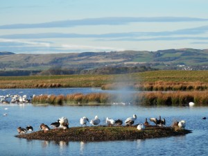 Carden flood Vane Farm Island