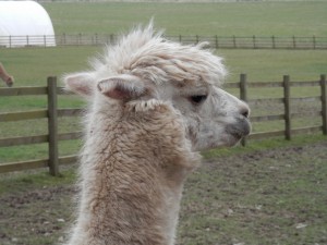 Velvet Hall alpaca