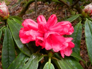 Rhododendron at Dawyck
