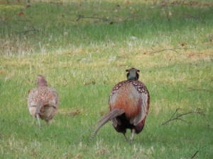 Mrs and Mr Pheasant, Dawyck