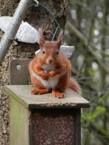 Red squirrel, Loch Leven