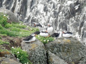 Group of puffins