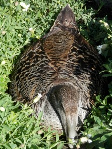 Female Eider nesting