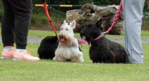 Scotties at Bark in the Park, Loch Ore Meadies