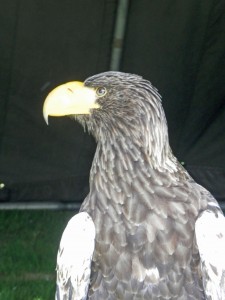 Haliaeetus albicilla or the flying barn door