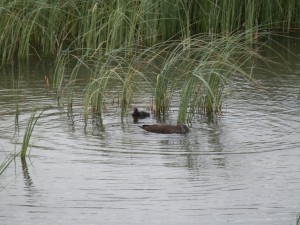 Coot chick with female parent