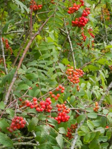 First rowan berries, Loch Ore