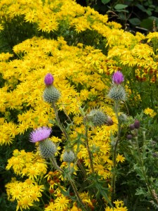 Flowers in contrast