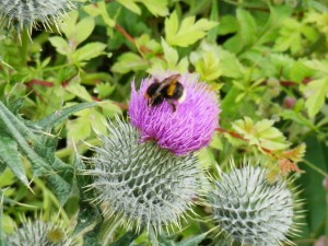 Bumble bee on a thistle, 2016
