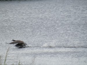 Canada Goose in a hurry