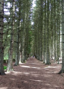 Avenue leading to Cockleroy