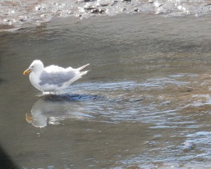 A ruffled herring gull