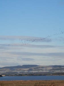 Skein of geese descending over Loch Leven